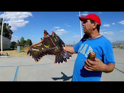 TRATANDO DE VOLAR PAPALOTE DE AGUILA CON MUCHO VIENTO - YouTube