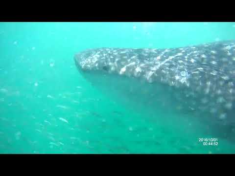 Video: Afrikas beste Ziele zum Schwimmen mit Walhaien
