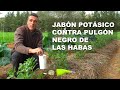 JABÓN POTÁSICO CONTRA PULGÓN NEGRO DE LAS HABAS