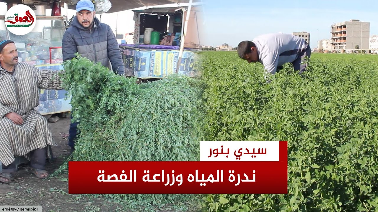 علف مهم للمواشي.. زراعة الفصة بدكالة تعاني من ندرة المياه وغلاء السماد وفلاحو المنطقة يعددون فوائدها