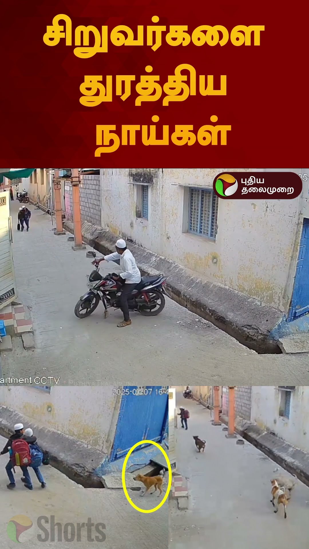 சிறுவர்களை துரத்திய நாய்கள் | #shorts | #thirupathur | #dog