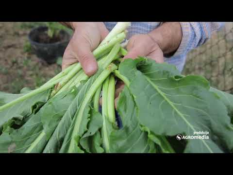 Video: Uzgoj zelja: kako i kada posaditi zelje