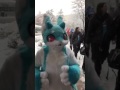 Sherbert's first snowfall!! MFF 2016