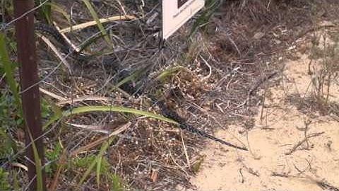 South Western Carpet Python
