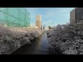 VR180 2021.3 Sakura Meguro River Tokyo Japan