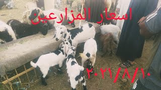 اسعار المزرعين الماعز والغنم من داخل سوق دراو اسعار ممتازه