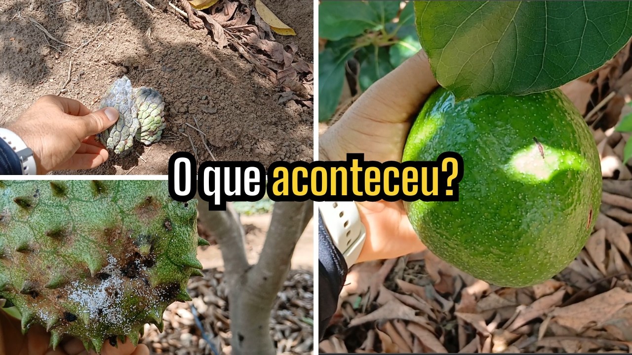 Problemas na atemoia e na graviola — vida real no sítio