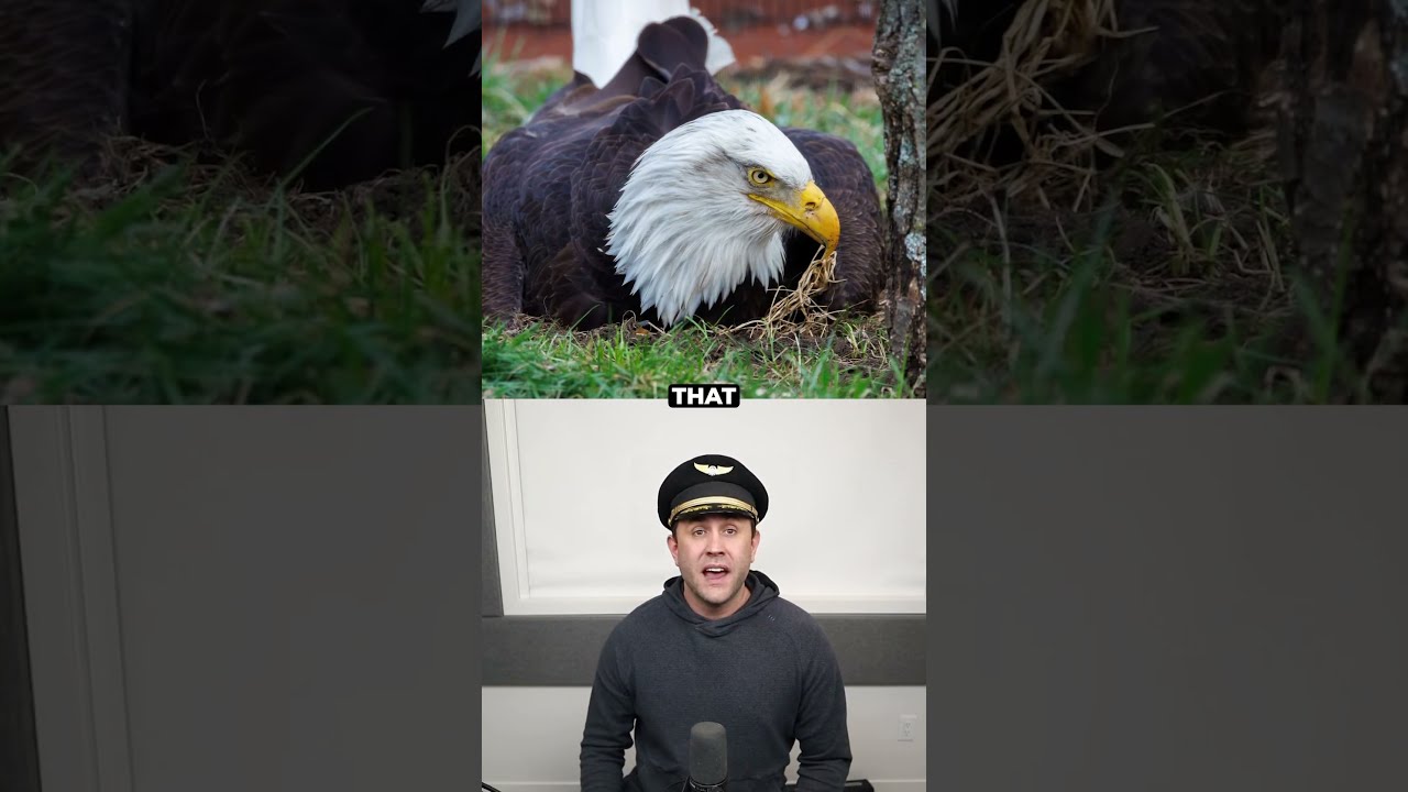 This Eagle Thought A Rock Was His Baby 