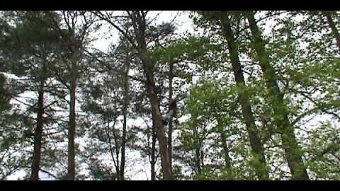 Lauren Greenwood Tree Climber Takes out Dead Black Pine