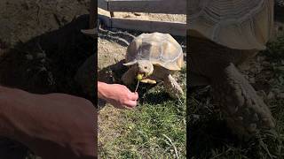 How To Make A Tortoise Lollipop #shorts #tortoise