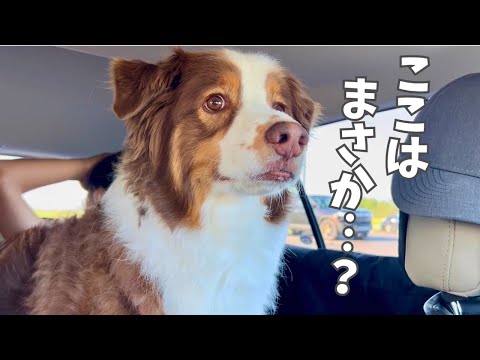 大好きな場所に着いたことに気がついた大型犬の反応が愛おしすぎる|オーストラリアンシェパード