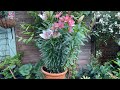 Лилии - Гиганты в ГОРШКАХ! Шикарное Цветение! В это ТРУДНО ПОВЕРИТЬ!  Growing Lilies in pots .