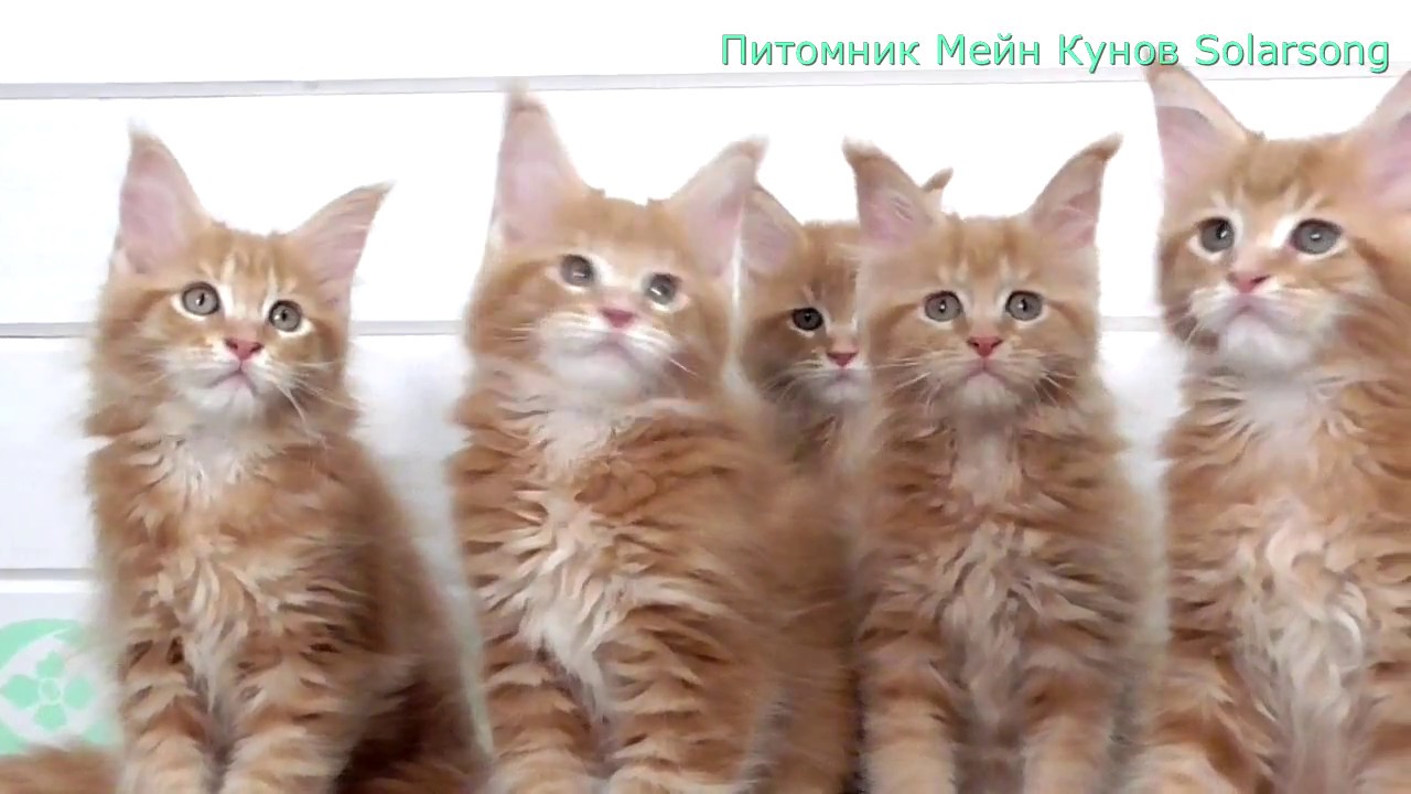 Отличить мейн. 2 Месячные котята Мейн кун. Отличия котят Мейн кунов. Котёнок Мейн кун 1 месяц питомник. Питомник Лирикум Мейн кун.