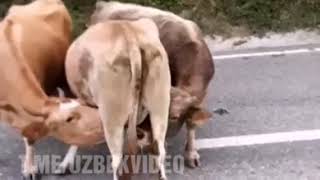 Коровы тоже любят молочко