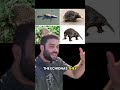The Platypus Just Got Stranger Animals Evolution Science Biology Learning Scienceteacher 