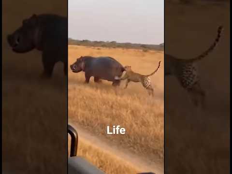 Your Comedy Minute Quickie #Life #joke #funny #laugh #humor #comedy #shorts #reels #fyp #Cute