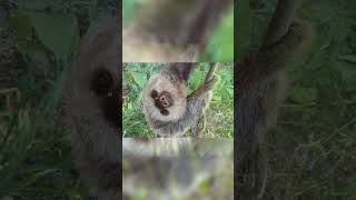 Sloth || Interesting Facts shorts short trending viral sloth funfacts