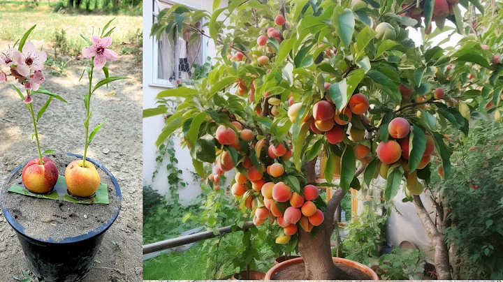 Growing Peaches How to growing peaches Tree from peaches fruit in pots with new idea 100% successful - DayDayNews