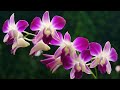 مناظر طبيعية بدون موسيقى وبدون حقوق طبع ونشر relaxing mp3