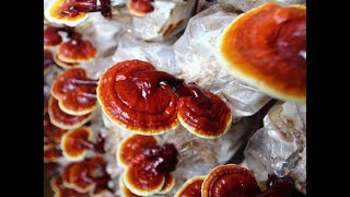 Автоклавы &quot;Консерватор с ЭБУ&quot; у культиватора лечебных грибов. Короткий видео-отзыв