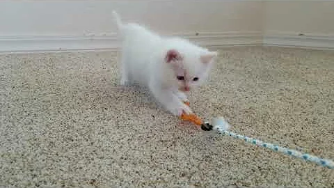 Watch the video about Flame/Cream Ragdoll Kitten - Riverside Rags Jay