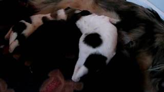 Tibetan Spaniel with her 4 pups ( 17 days old ) by Mitchmono 176 views 14 years ago 1 minute, 44 seconds