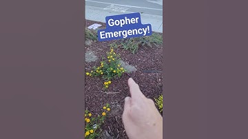 First signs of a pending gopher emergency