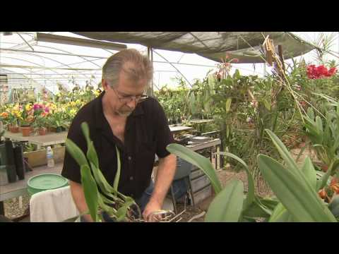 Orchid Growers - America's Heartland