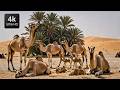 Relax in the Sahara Desert: Dromedary, Arabian Camel, One-Humped Camel (Cute Moments)