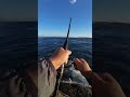 CAST AND CATCH 🥳🎣|Fishing &amp; SeaWorld.                                 #fishing #seafood #sea #fish