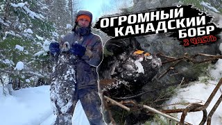 Огромный канадский бобр. 2 часть