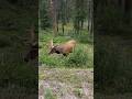 Bambi having lunch🦌 (bull Elk) / 엘크