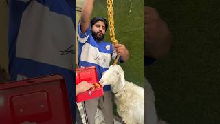 Heavy gold chain for biggest dumba😂#ytshorts #funny #bakraeid #viral #youtubeshorts #india #viral