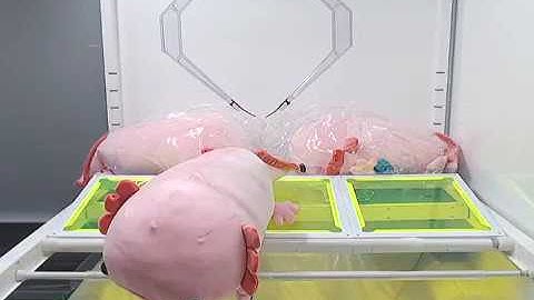 JUMBO Axolotl Plush win on Toreba!!