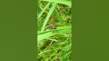 Always a pleasure to see the Superb Dayglower Hoverfly