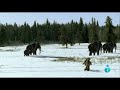 documental de animales extintos