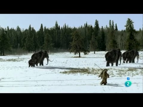 Video: La población de la Tierra, o la Extinción del mamut moderno