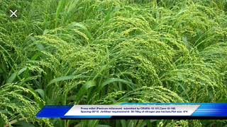 Proso millet crop