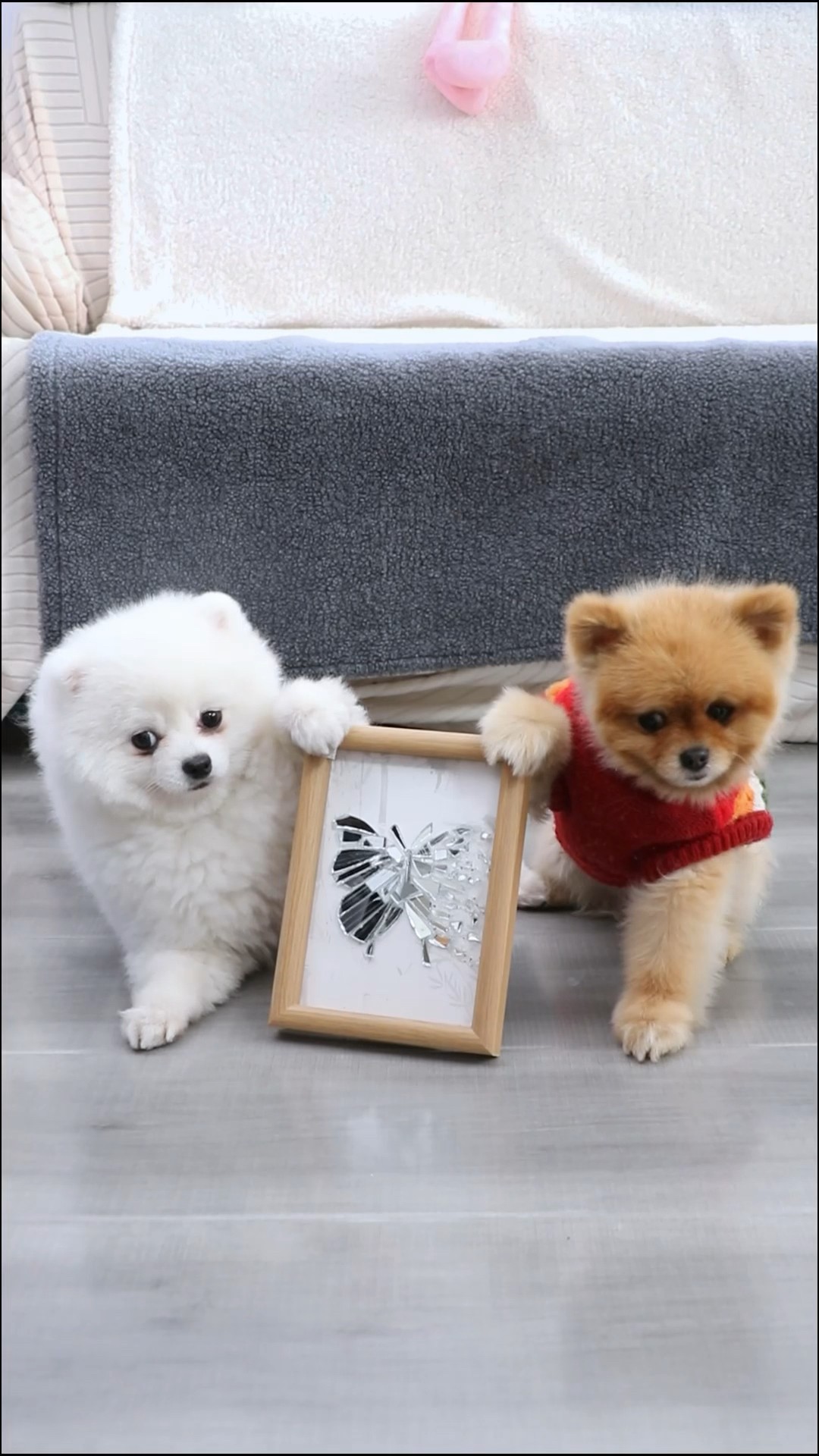 When ur dog turns trash into art???? #puppycomedy #dog #funny #cococutiepom