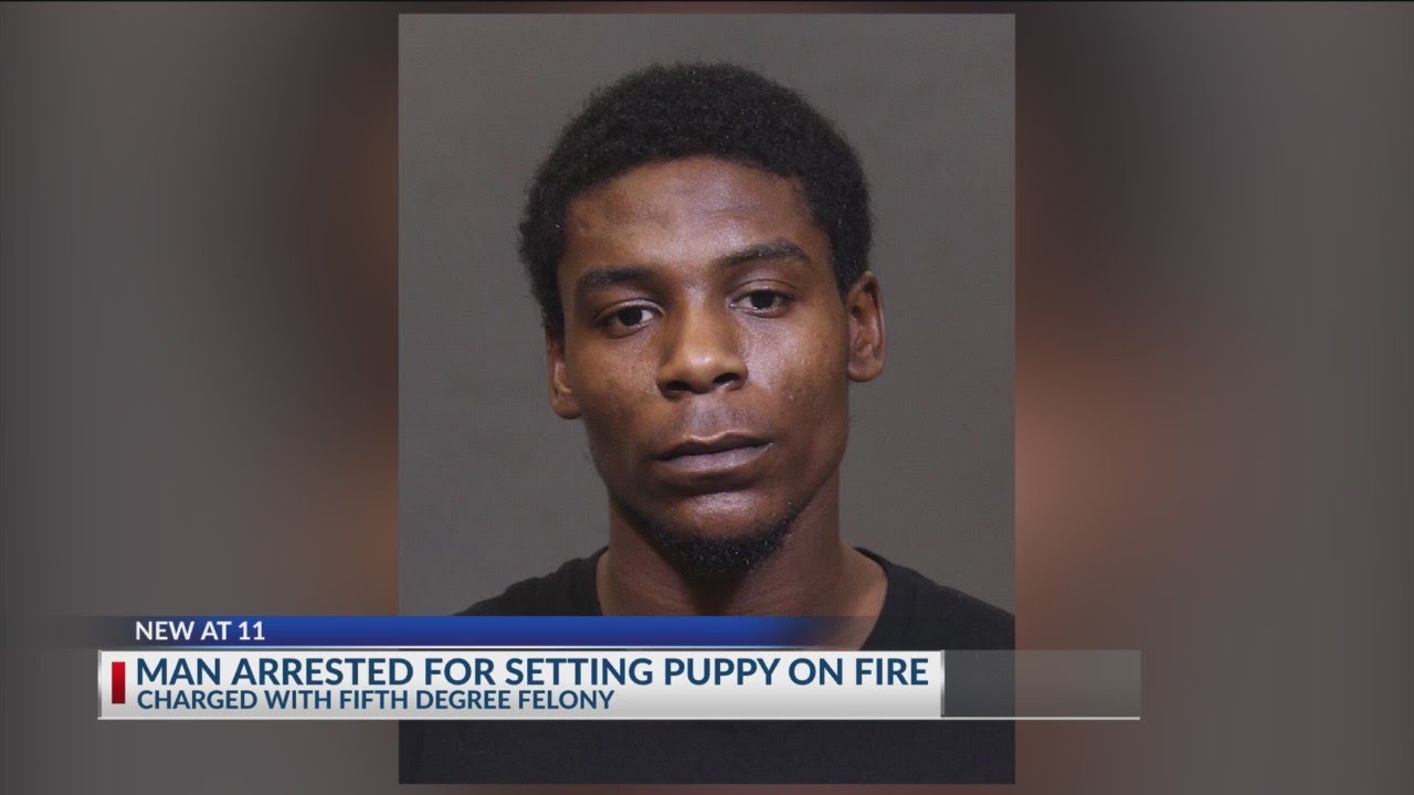 Man who set puppy on fire arrested - YouTube
