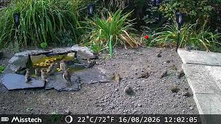 Sparrows Splashing in Mud & Pond Love ❤️ #natureasmr 