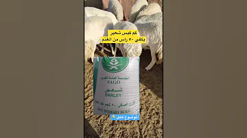 كم كيس شعير يكفي 50 راس حريات وماضرر الزيادة والنقص وهل تختلف تغذيه الاغنام النجد والنعيم والماعز 