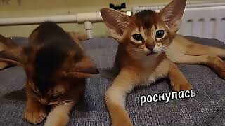 Абиссинские котята крепко спят  #абиссинскаякошка #абиссинскийкотенок