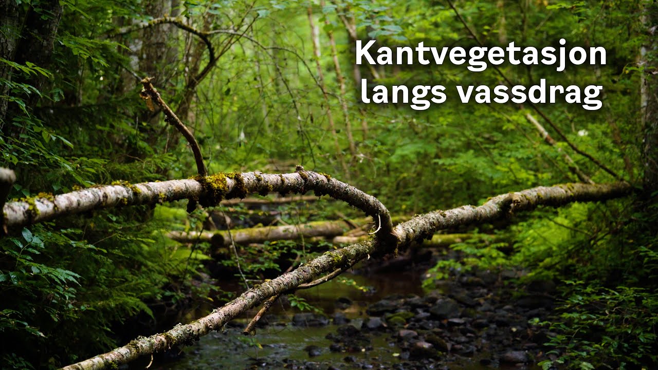 Hvorfor er kantvegetasjon langs vassdrag viktig?