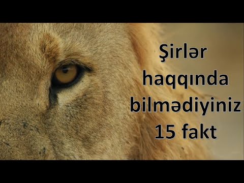 Şirlər haqqında bilmədiyiniz 15 fakt