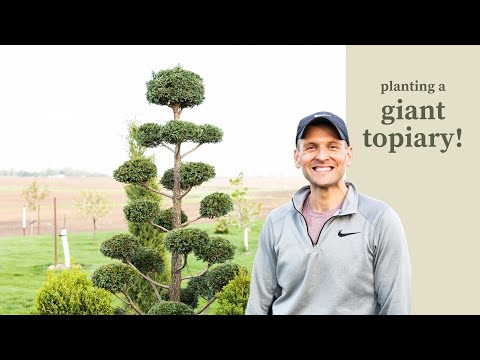 Wideo: Uprawa jałowca w doniczkach – jak dbać o drzewo topiary jałowca w doniczkach