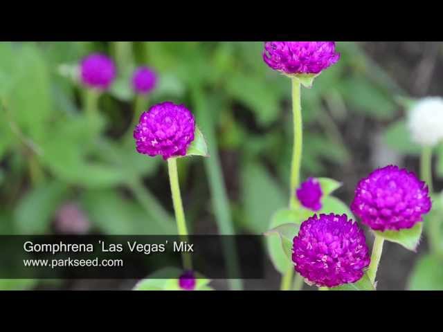 Gomphrena Las Vegas Mix, Globe Amaranth - Sugar Creek Gardens