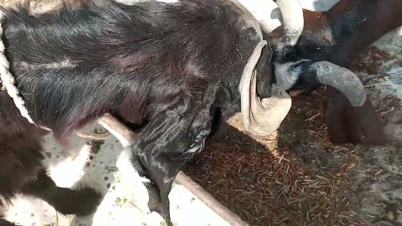 DDP Breed Goat | Premium Goat Breed