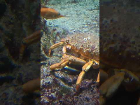 krabbattle in real