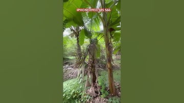 MS:25076 Vườn trái cây diện tích 14,5 X 34 giá 600 triệu đường xe tải LH:0933 585 586#shorts